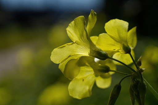 Oxalis pes-caprae