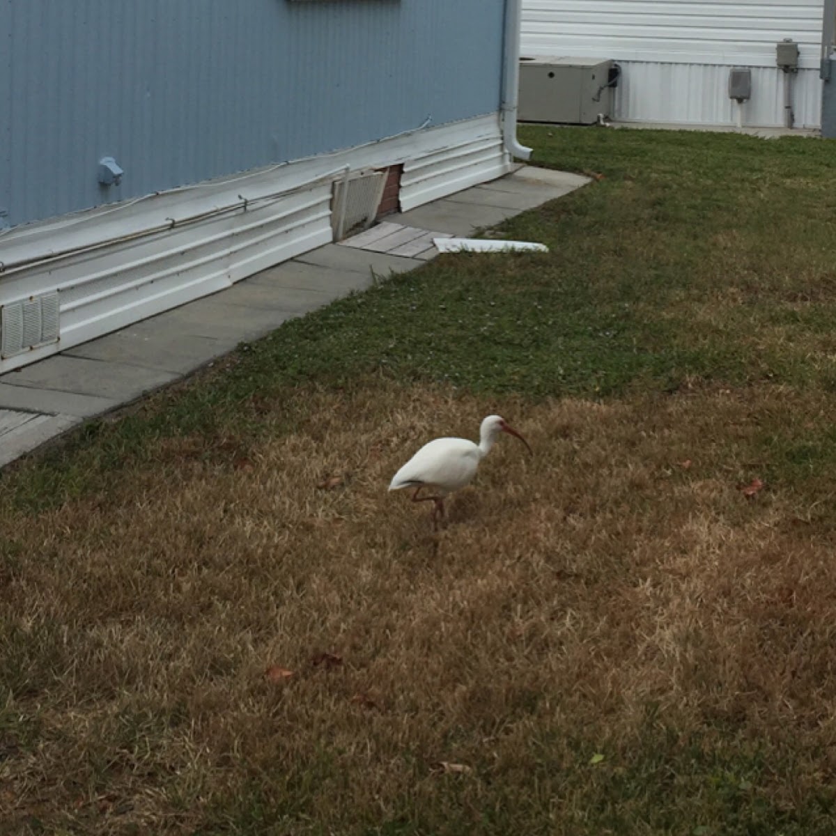 White Ibis