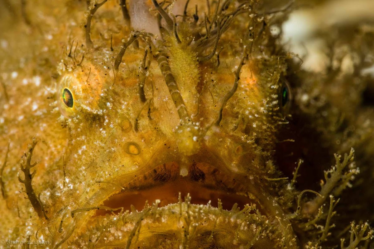 Hairy Frogfish