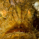 Hairy Frogfish