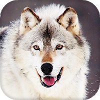 Wolf Live Wallpaper Wallpapers  Backgrounds