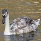 Mute swan cygnet