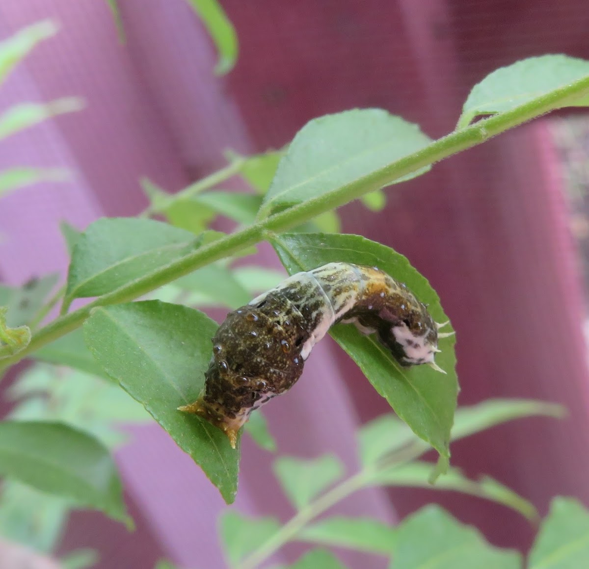 Bird-poop Caterpillar