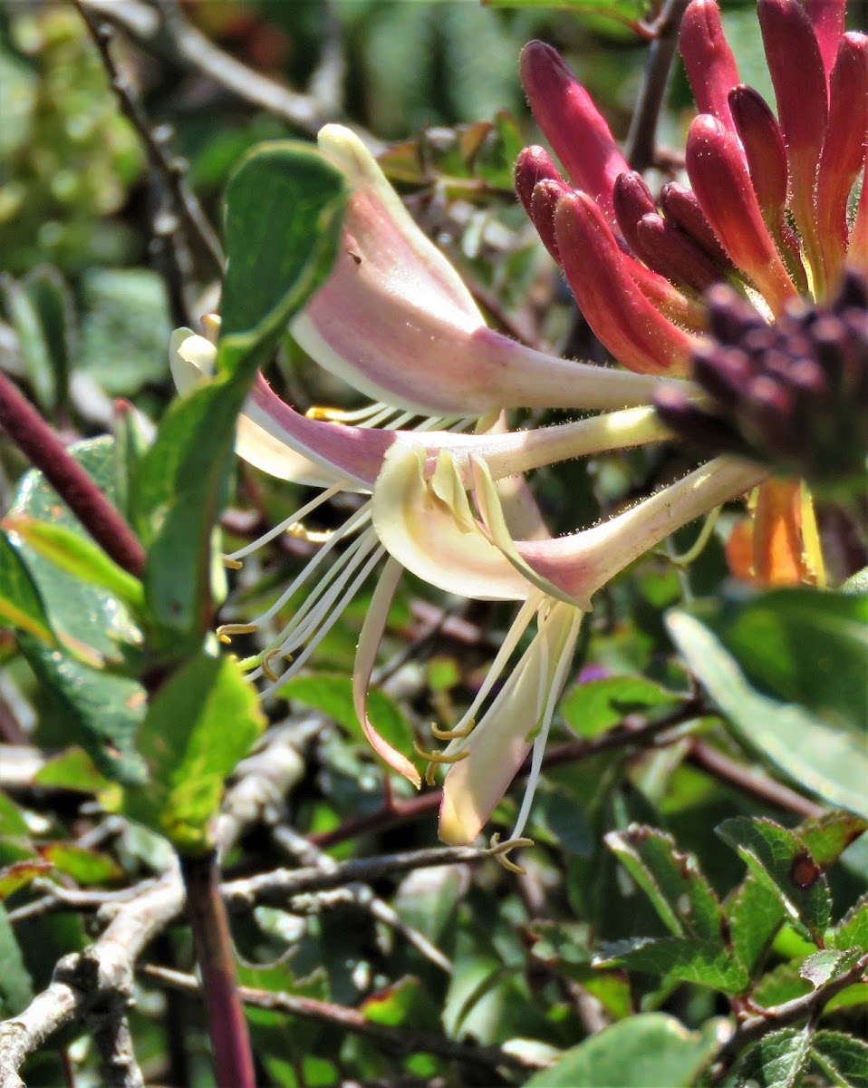 Honeysuckle