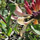 Honeysuckle