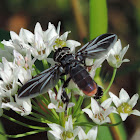 Feather-legged Fly