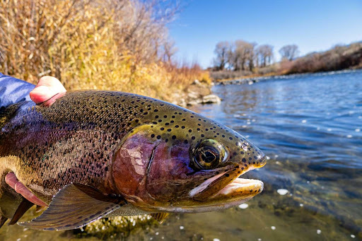 7 Best New Trout Lures