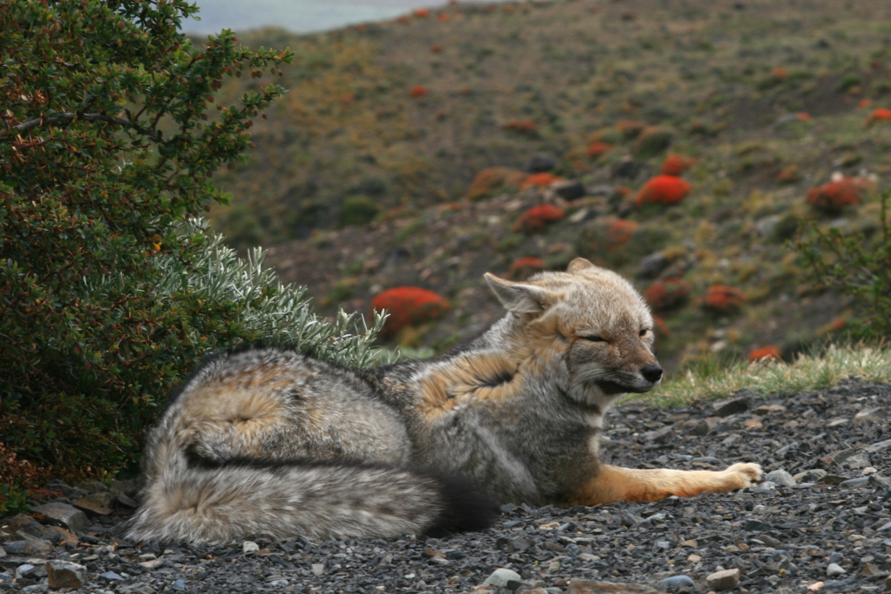 pelo contro pelo di aag