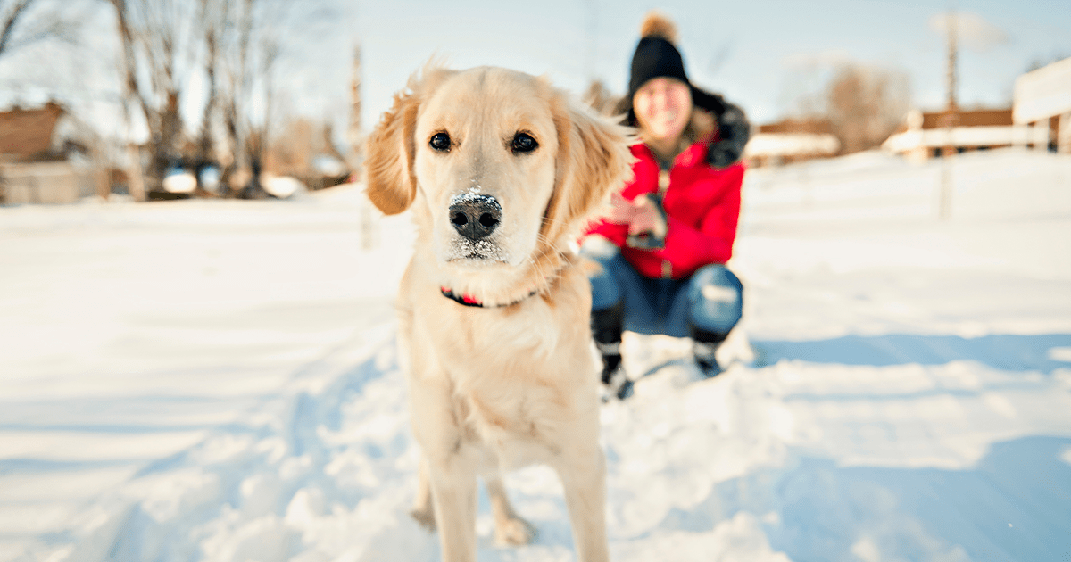 cute dog in the snow