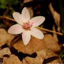 Eastern spring beauty