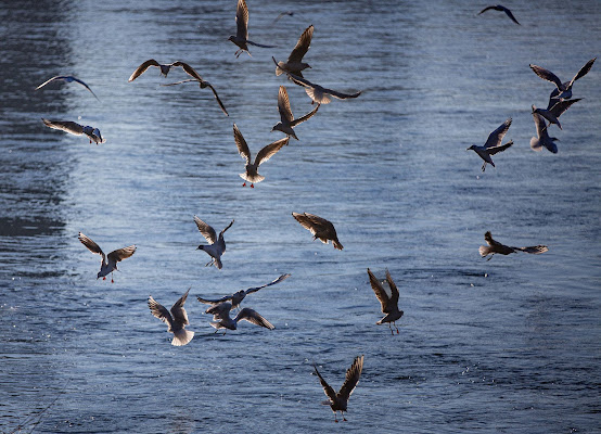 Battito d'ali di utente cancellato