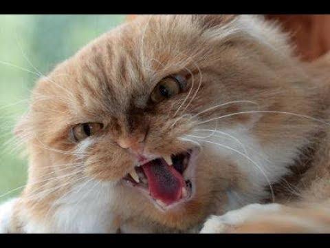 Image result for cat attack people