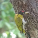 Black-headed Woodpecker