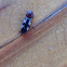 Harlequin Click Beetle