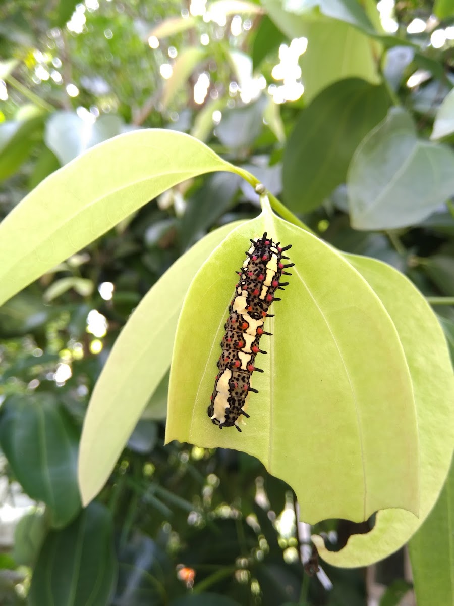 The Common Mime Larvae