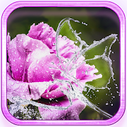 Rainy Flowers 2016  Icon