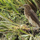 Squacco heron