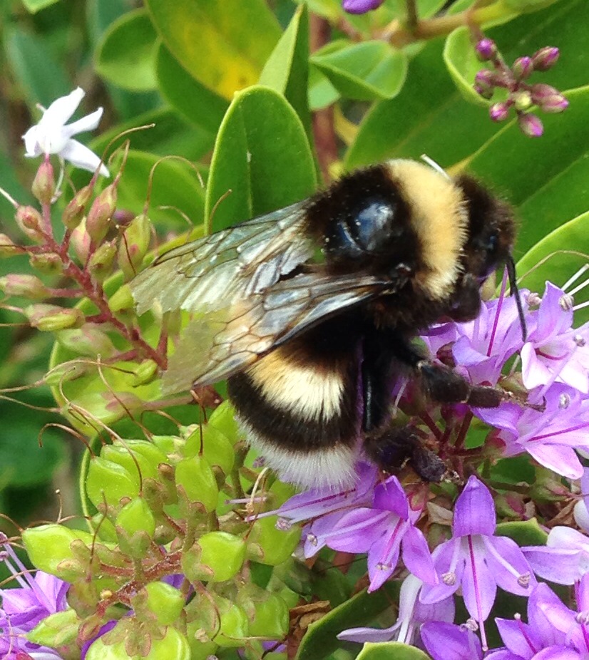 European Bumblebee