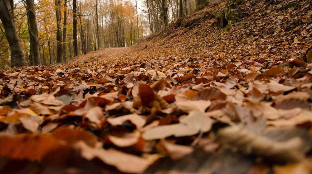 SOTTO BOSCO AUTUNNALE di Sara Losa photo