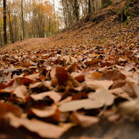 SOTTO BOSCO AUTUNNALE di 