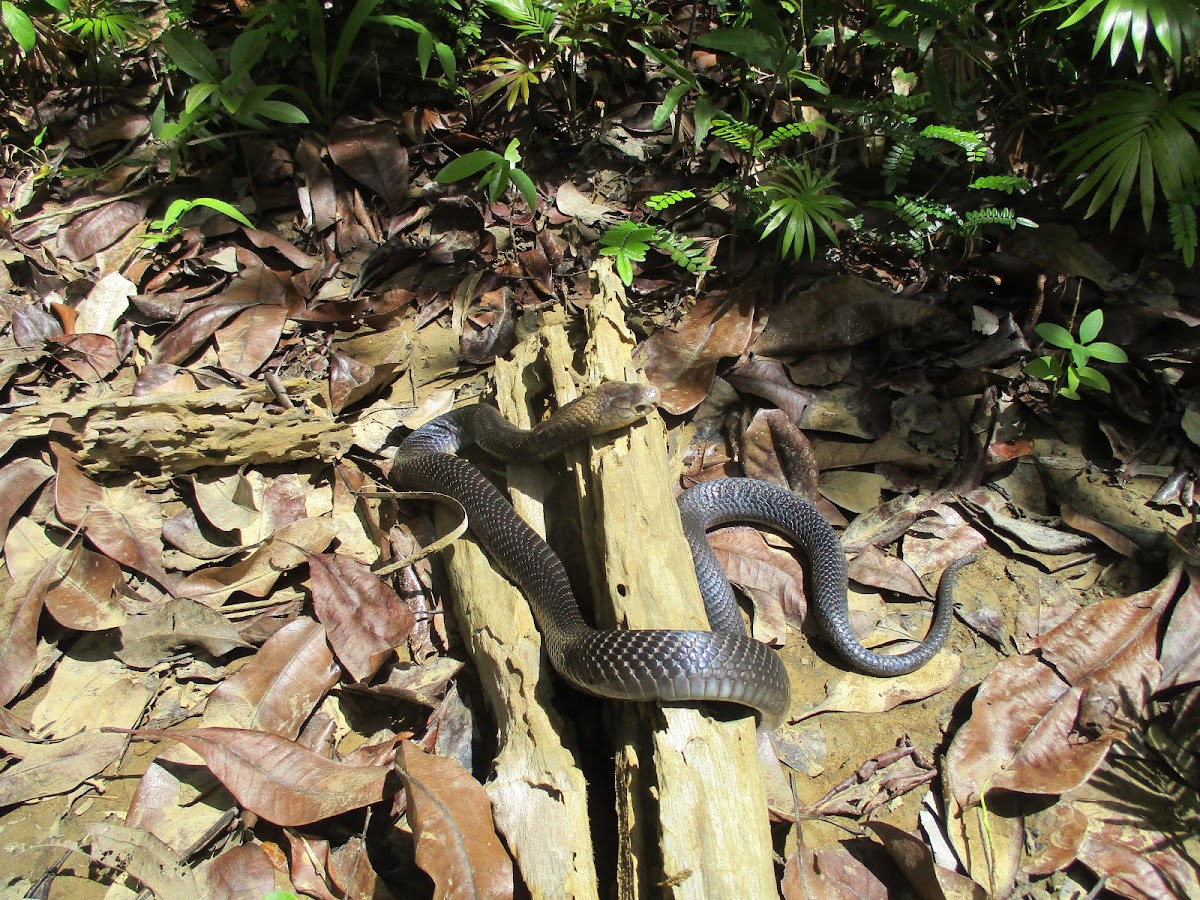 Palawan spitting cobra