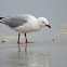 Red-billed Gull