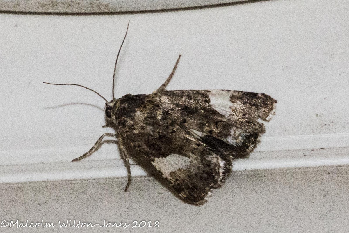 4-spotted Moth