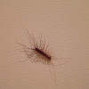 House Centipede