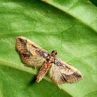 Ornate Hydriris Moth