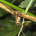 Long-jawed Orb Weaver