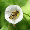 Hoverfly