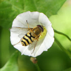 Hoverfly