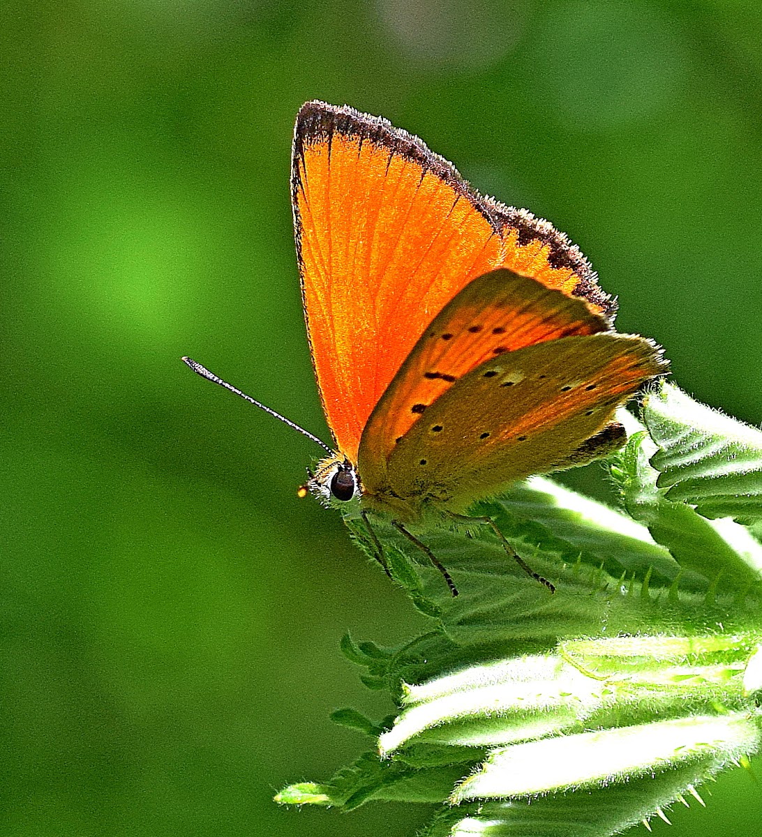 Scarce Copper