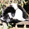 White-belted Ruffed Lemur