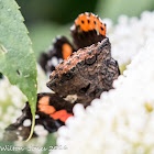 Red Admiral