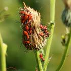 Southeastern Bush Katydid (nymph)