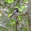 Carolina Chickadee