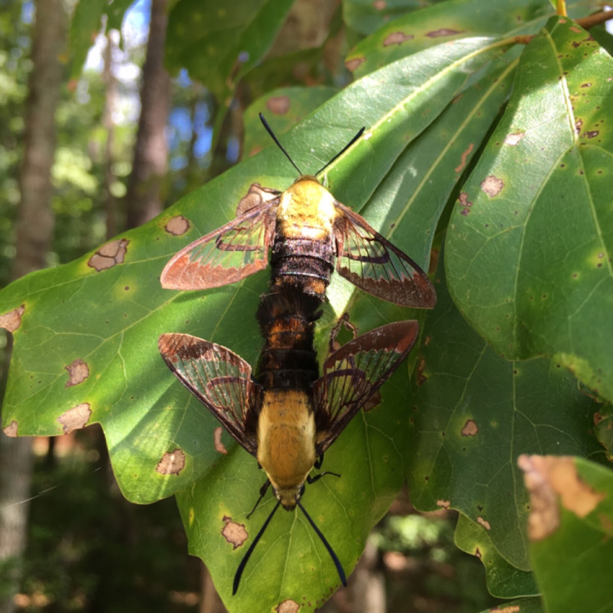 Mating Hummingbird Clearwing moths!