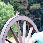 Eastern bluebird (juvenile)