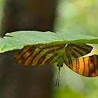 Common Maplet