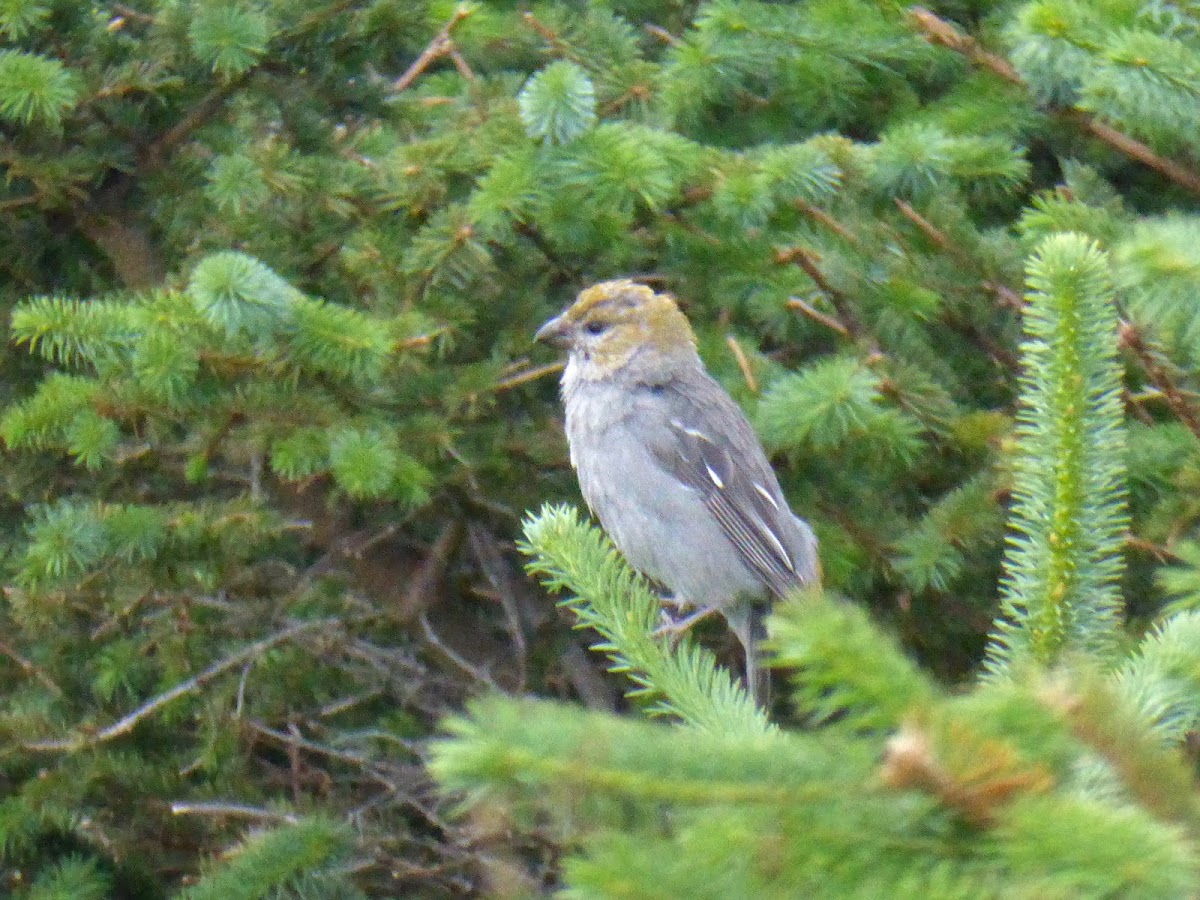 Crossbill