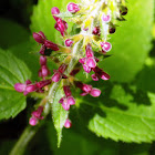 Hedge woundwort