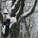 Downy Woodpecker