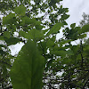 Southern Catalpa