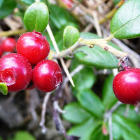 Red berries di 