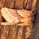 Tent Caterpillar Moth