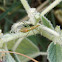 Predatory Assassin bug Zelus (nymph)