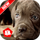 Download Cane Corso Wallpaper: Dog Wallpapers For PC Windows and Mac