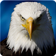 Ultimate Eagle Simulator 3d 1.1 Icon