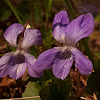 Butterwort